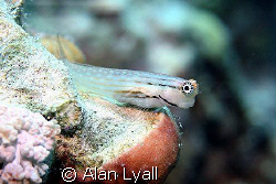 Red Sea combtooth blenny - Canon EOS350D; EF-S 60mm; sing... by Alan Lyall 